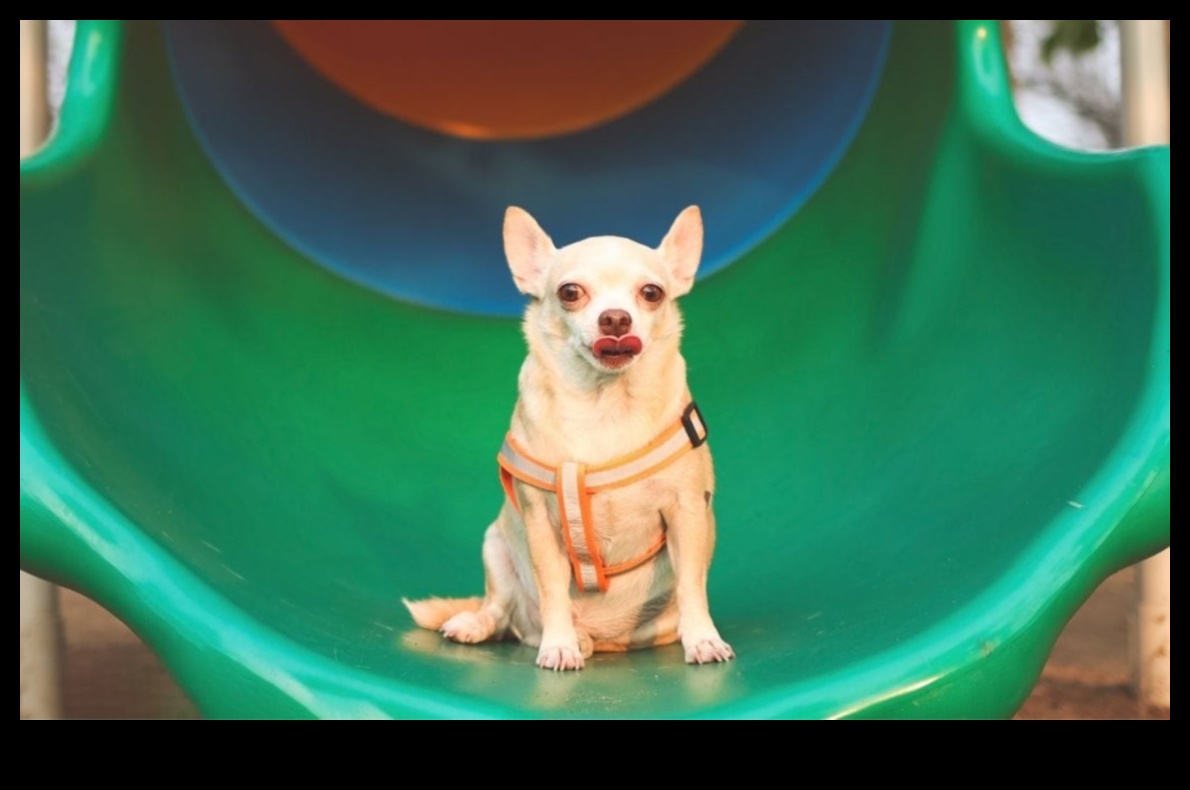 Puppy Playground: Χτίζοντας μια ασφαλή και διεγερτική αυλή