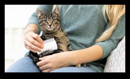 Καλλωπισμός εν αφθονία: Επεκτείνοντας τις γνώσεις σας σχετικά με τη φροντίδα της γάτας