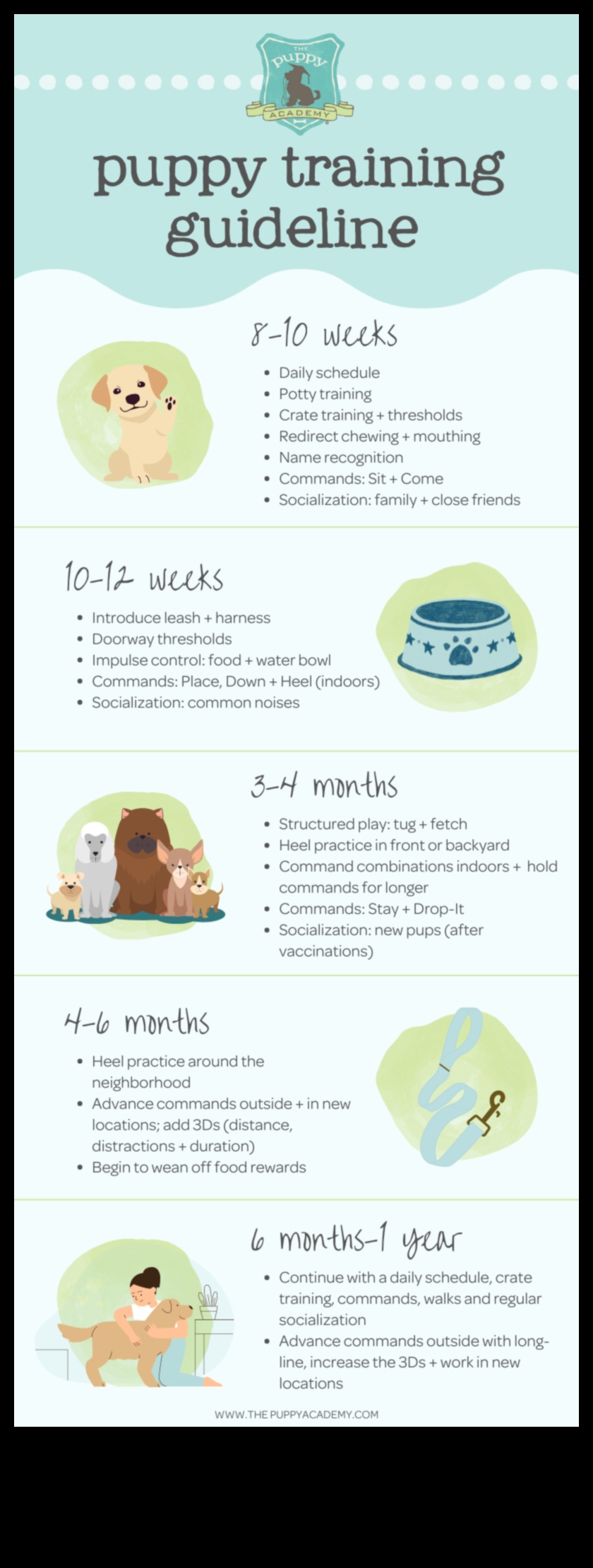 Puppy Preschool: Early Training Tips for New Dog Parents