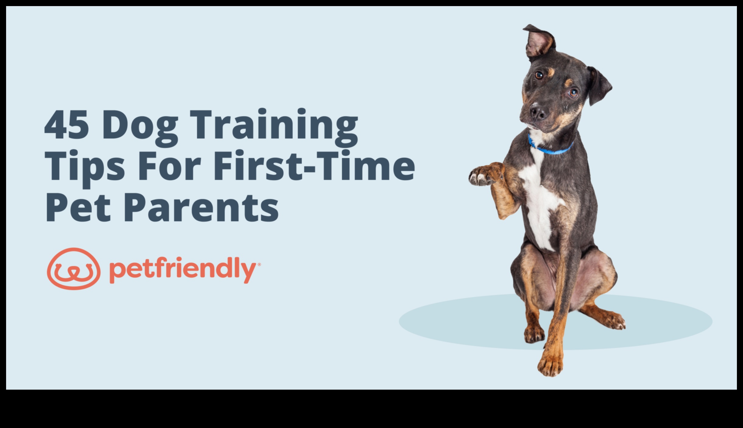 Puppy Preschool: Early Training Tips for New Dog Parents
