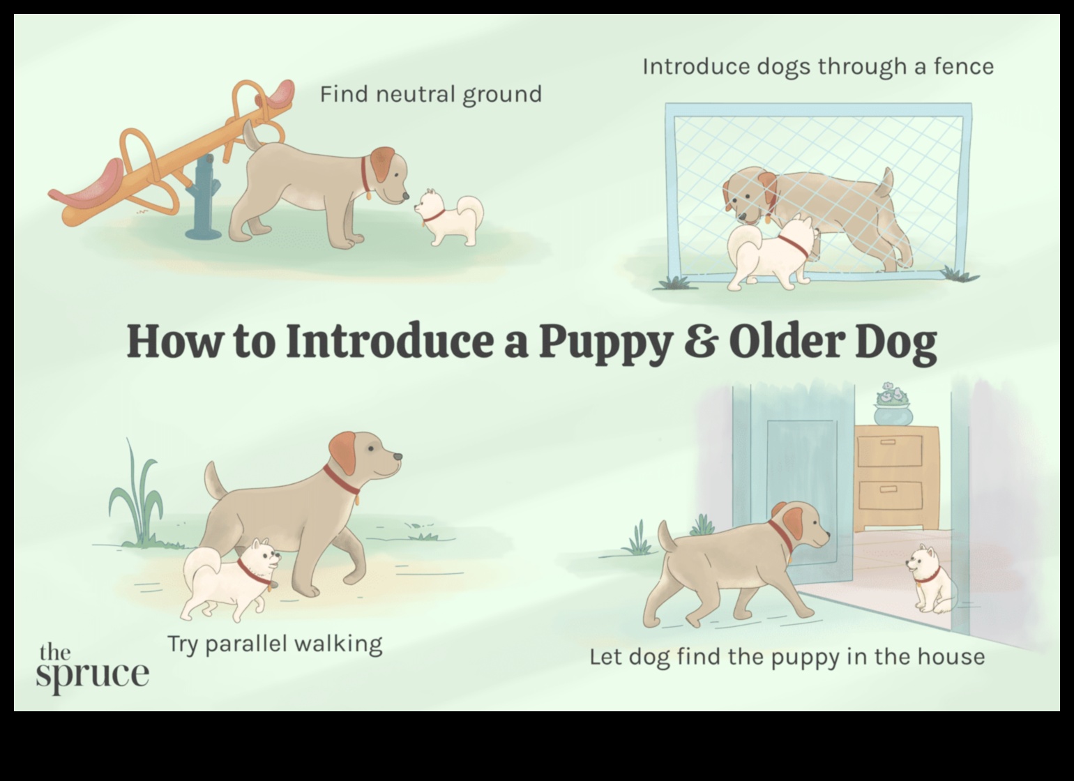 Puppy Preschool: Early Training Tips for New Dog Parents