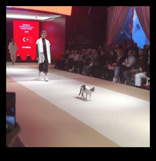 Επίδειξη μόδας αιλουροειδών: Κομψά ρούχα για μοντέρνες γάτες