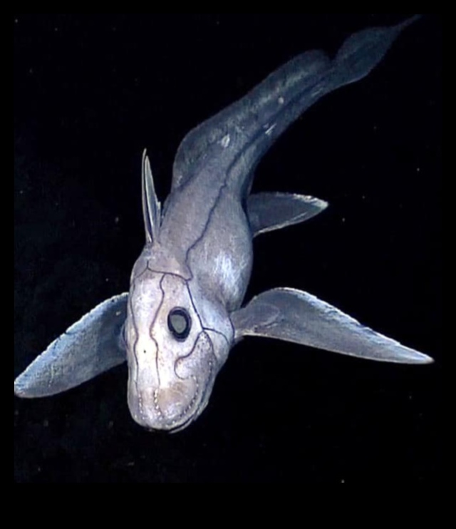 Oceanic Oddities Continued: Deep-sea Fish with Strange Adaptations