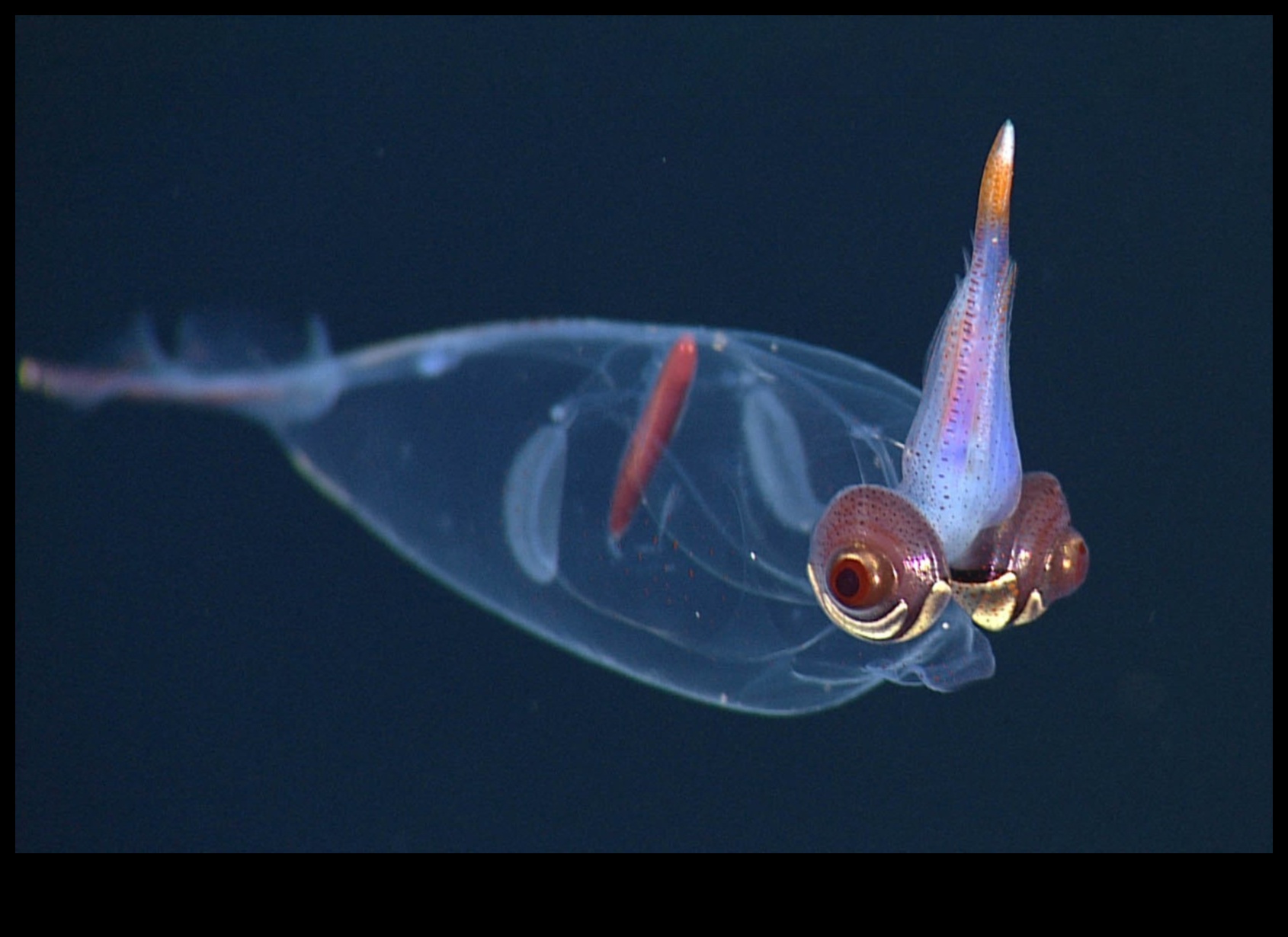 Oceanic Oddities Continued: Deep-sea Fish with Strange Adaptations