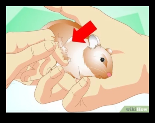 Η παρακολούθηση της υγείας του χάμστερ συνεχίστηκε: Αναγνωρίζοντας σημάδια δυσφορίας