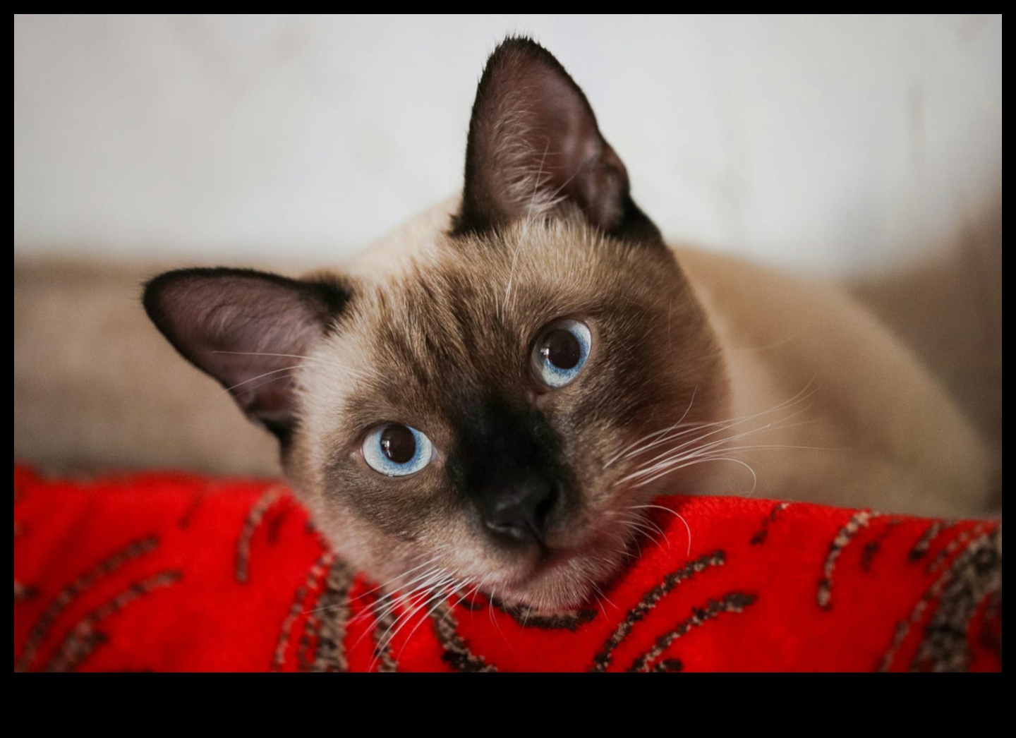 Γωνιά πολιτισμού γάτας: Γιορτάζοντας τις επιρροές των αιλουροειδών σε όλο τον κόσμο