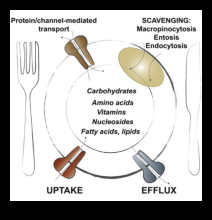 Κυτταρικό καύσιμο: Η βιοχημική δύναμη των θρεπτικών συστατικών