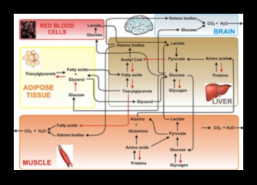Κυτταρικό καύσιμο: Η βιοχημική δύναμη των θρεπτικών συστατικών