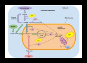 Κυτταρικό καύσιμο: Η βιοχημική δύναμη των θρεπτικών συστατικών