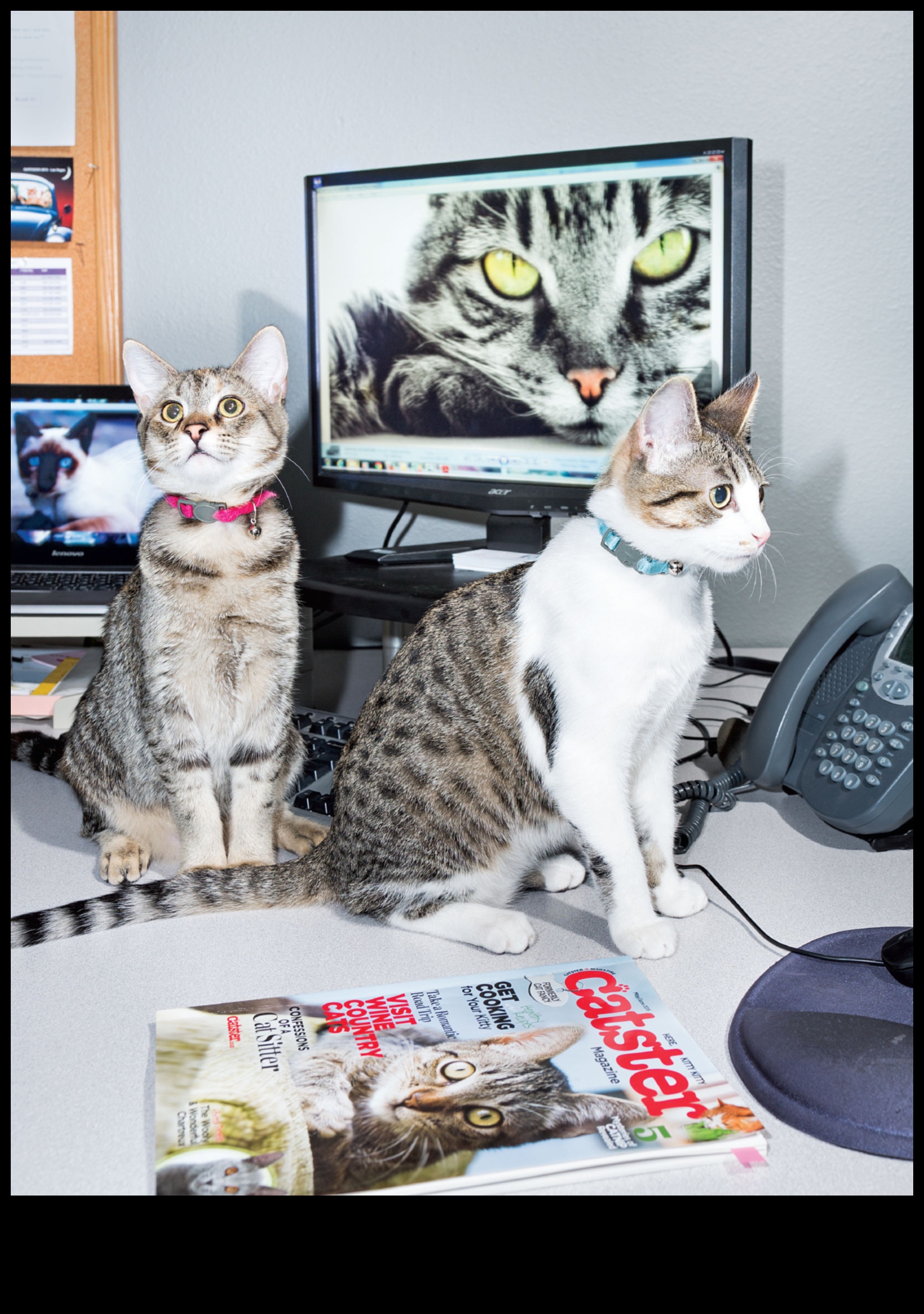 Το Kitten Korner Continued: Further Adventures in Young Cat Ownership