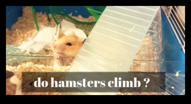 The Harmony of Hamster Playtime: Δημιουργία ενός ασφαλούς και χαρούμενου χώρου