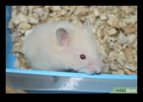 The Harmony of Hamster Playtime: Δημιουργία ενός ασφαλούς και χαρούμενου χώρου