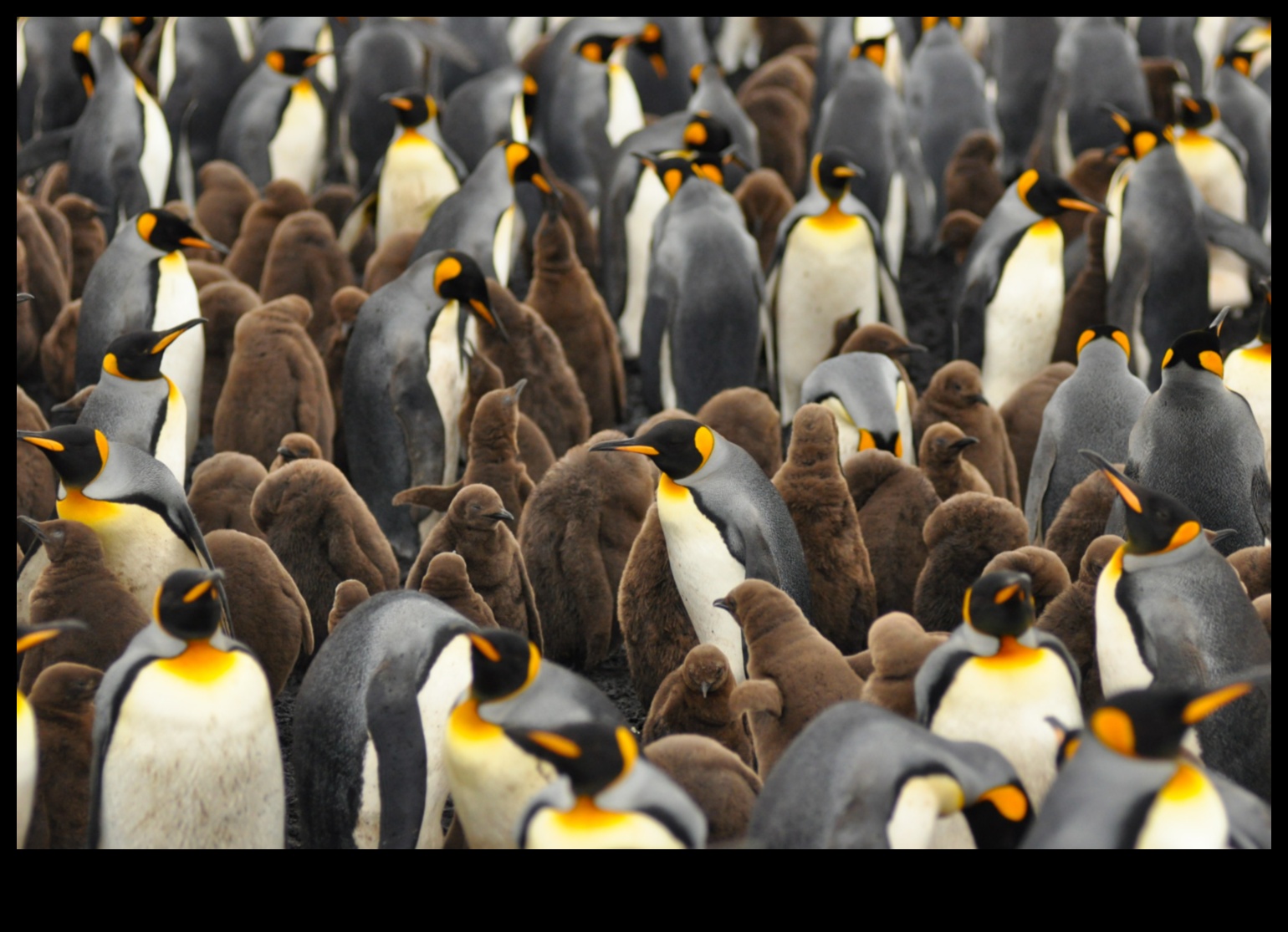 Birder's Paradise: Κορυφαίοι προορισμοί για παρατήρηση πουλιών