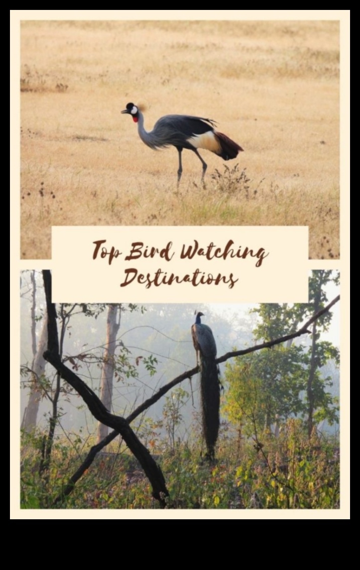 Birder's Paradise: Κορυφαίοι προορισμοί για παρατήρηση πουλιών