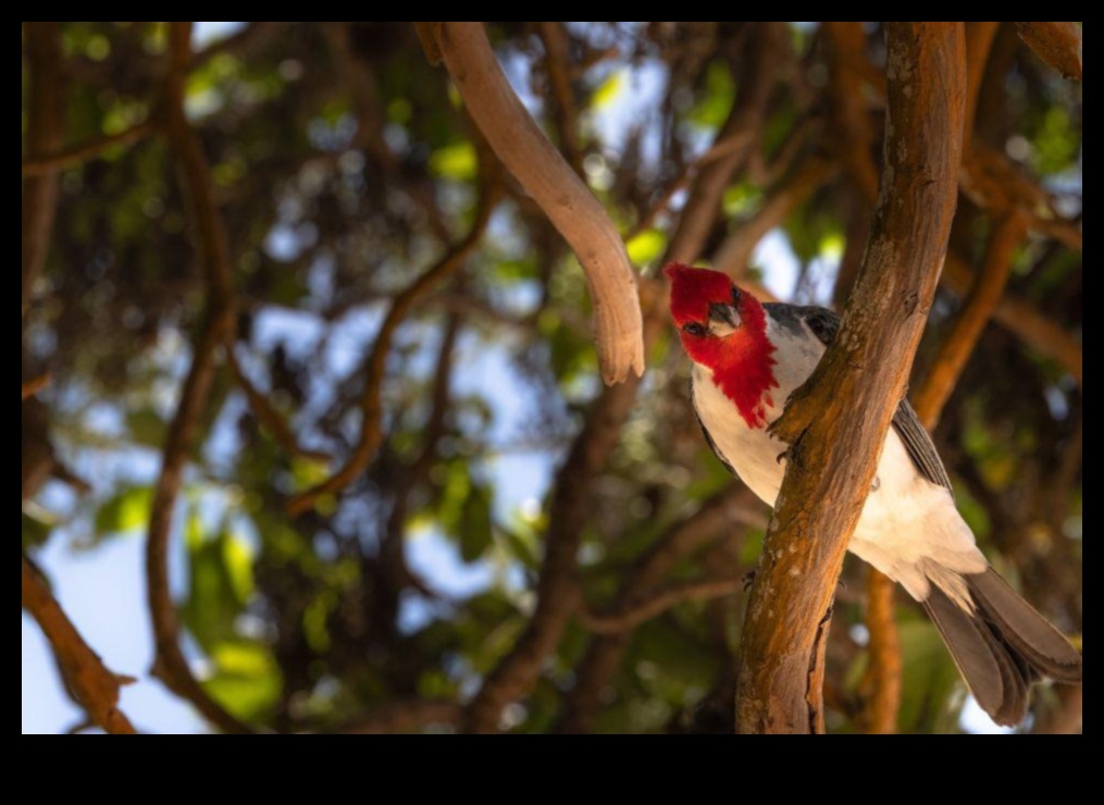 Birder's Paradise: Κορυφαίοι προορισμοί για παρατήρηση πουλιών