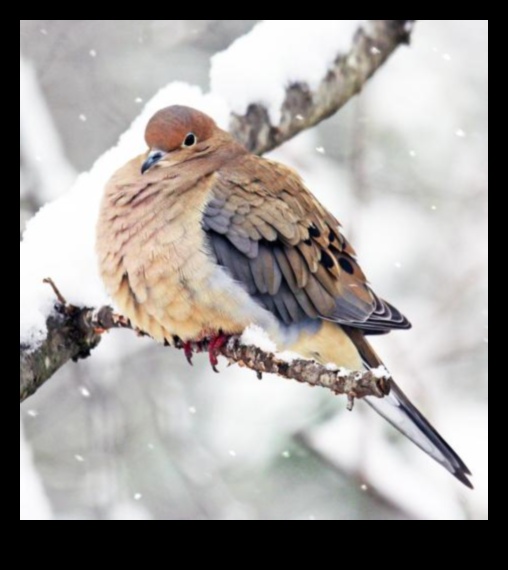 Feathered Friends Continued: Birds with Unique Adaptations for Survival