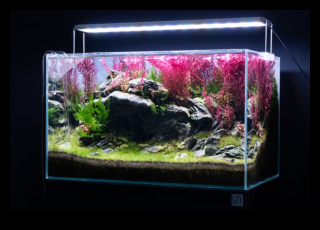 Διαχείριση φυκών δεξαμενών ψαριών: Συμβουλές για ένα παρθένο ενυδρείο