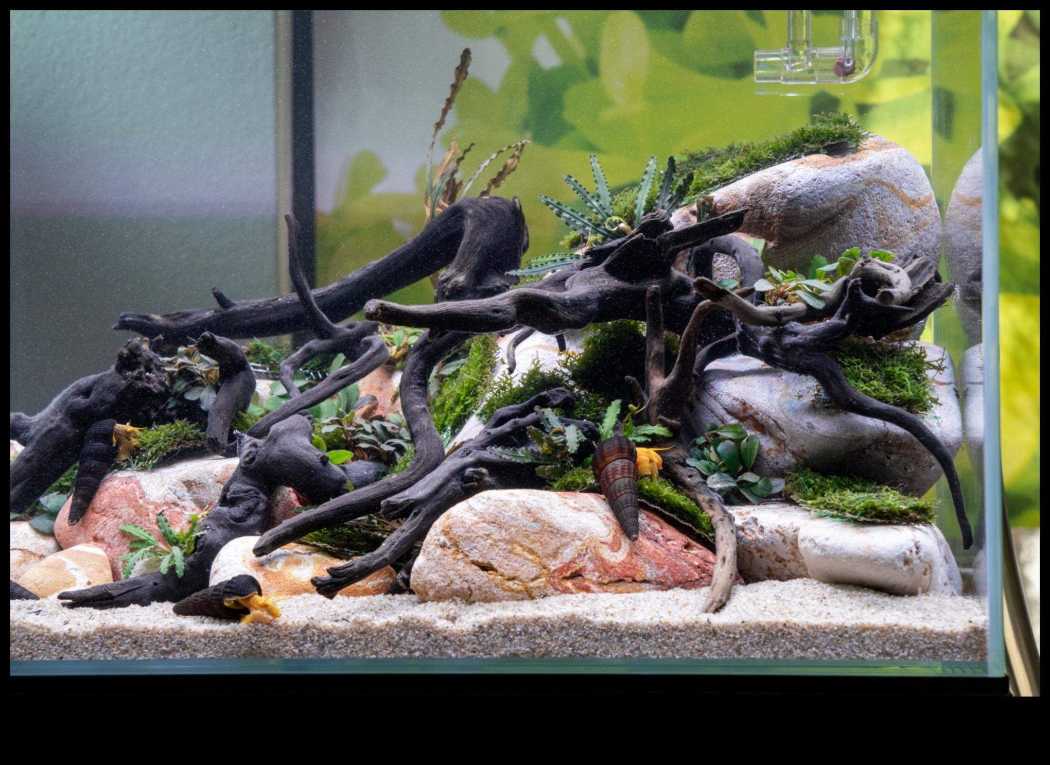 Διαχείριση φυκών δεξαμενών ψαριών: Συμβουλές για ένα παρθένο ενυδρείο