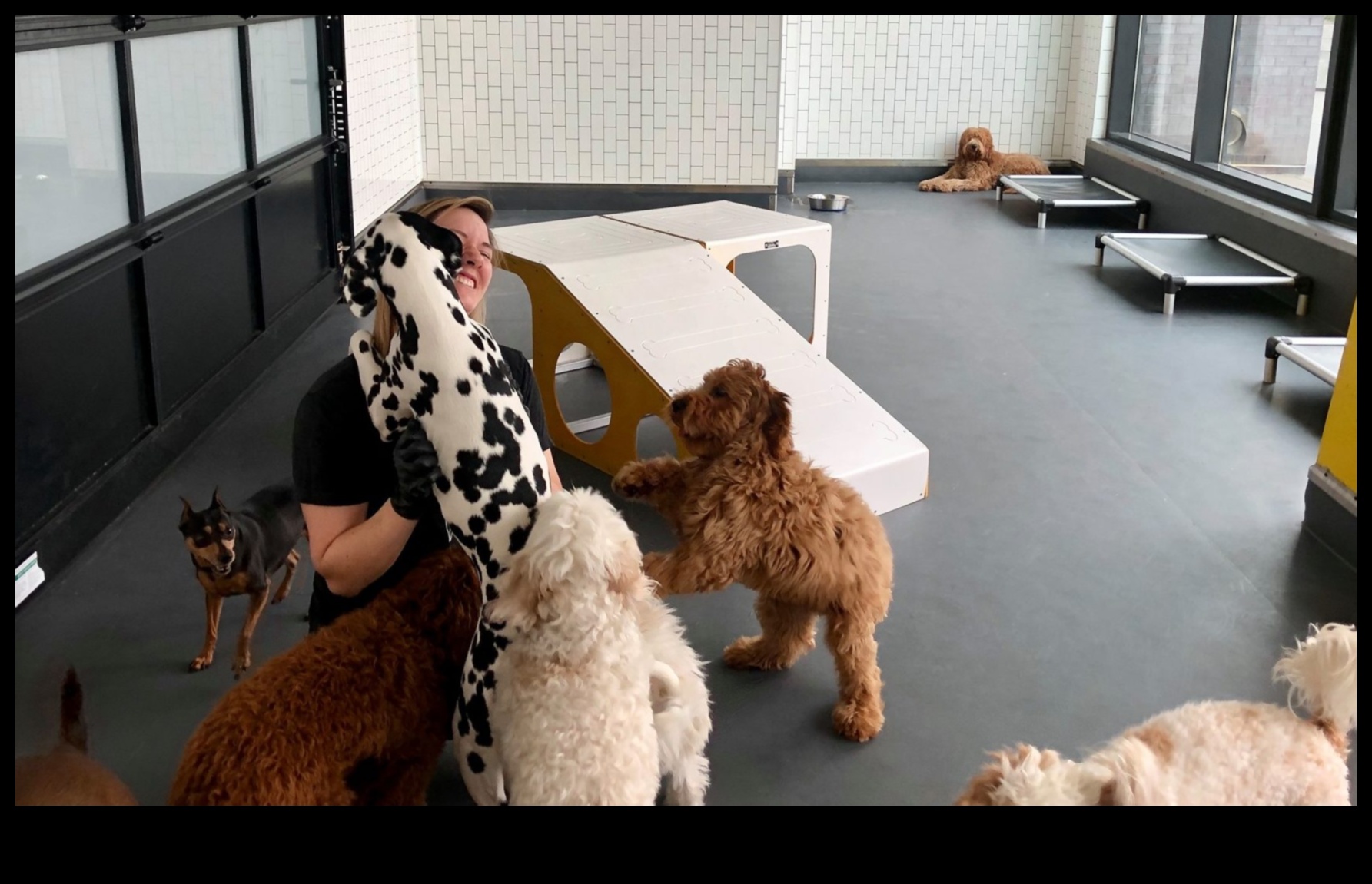 Απαραίτητα στοιχεία για το Puppy Playgroup: Κοινωνικοποιώντας το κουτάβι σας με άλλα σκυλιά