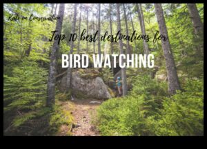 Birder's Paradise: Κορυφαίοι προορισμοί για παρατήρηση πουλιών