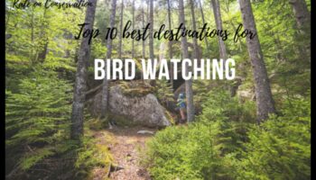 Birder's Paradise: Κορυφαίοι προορισμοί για παρατήρηση πουλιών