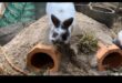 Bunny Burrow Building: DIY Hideouts for Rabbits
