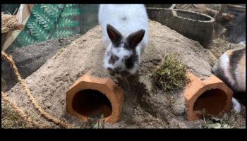 Bunny Burrow Building: DIY Hideouts for Rabbits