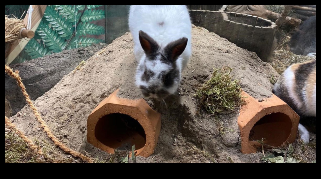 Bunny Burrow Building: DIY Hideouts for Rabbits