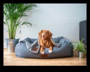 Canine Comfort: Δημιουργώντας έναν άνετο χώρο για τον σκύλο σας στο σπίτι