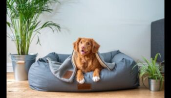 Canine Comfort: Δημιουργώντας έναν άνετο χώρο για τον σκύλο σας στο σπίτι
