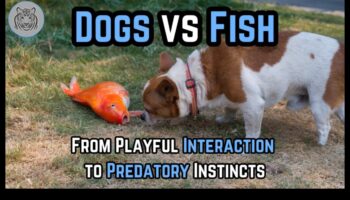 Fishy Friends: Δημιουργία δεσμών με Pet Fish