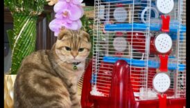 The Harmony of Hamster Playtime: Δημιουργία ενός ασφαλούς και χαρούμενου χώρου