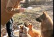 Απαραίτητα στοιχεία για το Puppy Playgroup: Κοινωνικοποιώντας το κουτάβι σας με άλλα σκυλιά