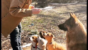 Απαραίτητα στοιχεία για το Puppy Playgroup: Κοινωνικοποιώντας το κουτάβι σας με άλλα σκυλιά