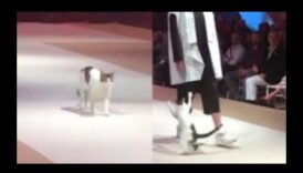 Επίδειξη μόδας αιλουροειδών: Κομψά ρούχα για μοντέρνες γάτες