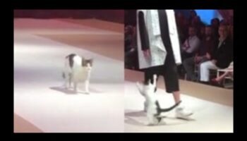 Επίδειξη μόδας αιλουροειδών: Κομψά ρούχα για μοντέρνες γάτες