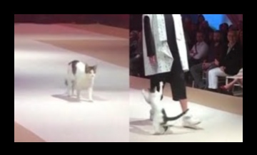 Επίδειξη μόδας αιλουροειδών: Κομψά ρούχα για μοντέρνες γάτες