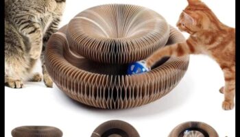 Whisker Wonders Συνέχεια: Ανακαλύπτοντας νέα και συναρπαστικά αξεσουάρ για γάτες