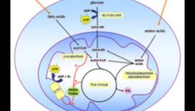 Κυτταρικό καύσιμο: Η βιοχημική δύναμη των θρεπτικών συστατικών