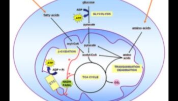 Κυτταρικό καύσιμο: Η βιοχημική δύναμη των θρεπτικών συστατικών