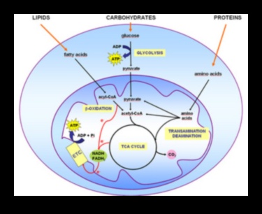 Κυτταρικό καύσιμο: Η βιοχημική δύναμη των θρεπτικών συστατικών
