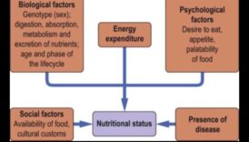 Η εξίσωση των θρεπτικών συστατικών: Εξισορρόπηση της υγείας με τη διατροφική βιοχημεία