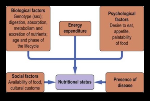 Η εξίσωση των θρεπτικών συστατικών: Εξισορρόπηση της υγείας με τη διατροφική βιοχημεία