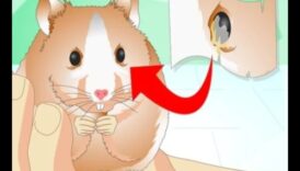 Η παρακολούθηση της υγείας του χάμστερ συνεχίστηκε: Αναγνωρίζοντας σημάδια δυσφορίας