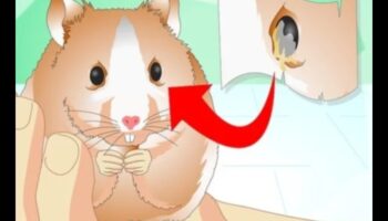 Η παρακολούθηση της υγείας του χάμστερ συνεχίστηκε: Αναγνωρίζοντας σημάδια δυσφορίας