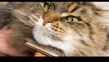 Καλλωπισμός εν αφθονία: Επεκτείνοντας τις γνώσεις σας σχετικά με τη φροντίδα της γάτας