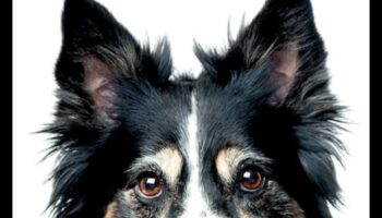 Κορυφαία Dog Tales: Stories of Canine Courage and Loyalty