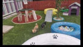 Puppy Playground: Χτίζοντας μια ασφαλή και διεγερτική αυλή