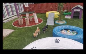 Puppy Playground: Χτίζοντας μια ασφαλή και διεγερτική αυλή