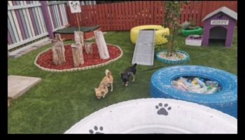 Puppy Playground: Χτίζοντας μια ασφαλή και διεγερτική αυλή